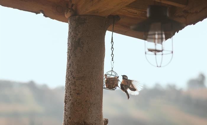 Sit a while and watch the birds